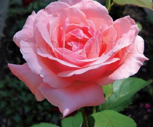 Троянда Queen of England (Куїн оф Інгланд)
