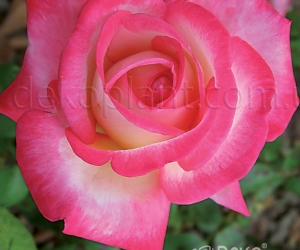Троянда Rose Gaujard (Роуз Гуаярд)