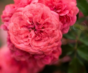 Троянда Rosarium Uetersen (Розаріум Уетерзейн) 