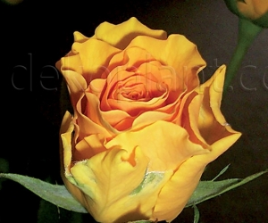 Троянда Sphinx Gold (Сфінкс Голд) 