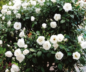 Троянда Morsdag White (Морсдаг Уайт) 