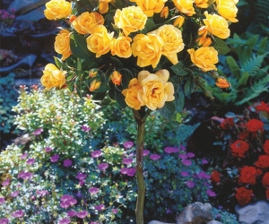 Троянда Yellow Fairy (Еллоу Фейрі) 