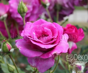 Розы Violette Parfume Climbing (Виолет Парфум Плетистый)