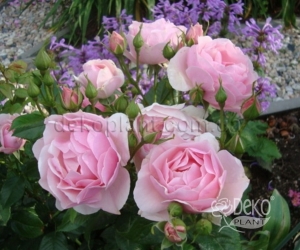 Троянда Morsdag Pink (Морсдаг Пінк)