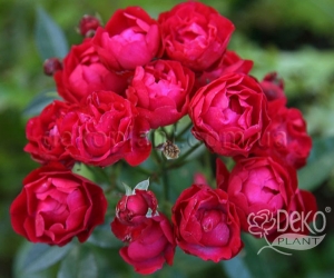 Троянда Morsdag Red (Морсдаг Ред) Троянда Morsdag Red (Морсдаг Ред)