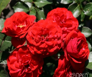 Роза Cordula (Кордула)