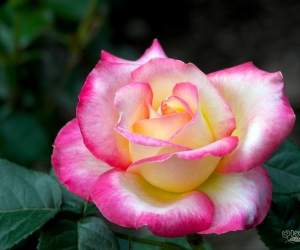 Троянда Hаendel (Хендель) 