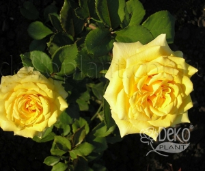 Троянда Sunmaid (Санмейд)