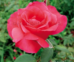 Троянда Vysotsky (Висоцький)