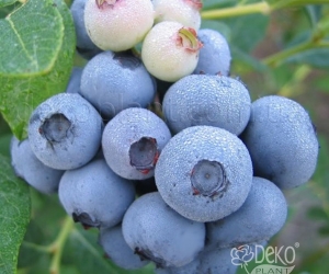 Чорниця Легасі