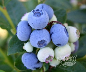 Чорниця Спартан