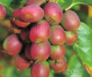 Актинідія Пурпурова садова