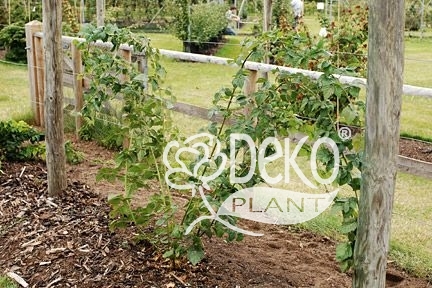 Как правильно посадить ежевику - Схемы посадки - Саженцы роз, ягодных,фруктовых и декоративных культур - Dekoplant