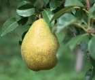 Груша Стрийська