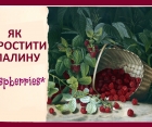 Як виростити Малину