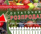 Закриття сезону! Остаточний розпродаж саджанців! (ОПТ)