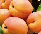 Абрикос Ерлі Оранж