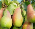 Груша Талгарська Красуня