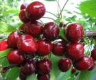 Черешня Леся Черешня Леся