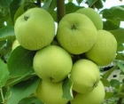 Яблуня Папіровка