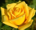 Троянда Solo Yellow (Соло Єллоу)