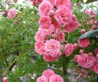 Роза Family Pink (Фемели Пинк)
