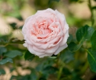Роза Solo Pink (Соло Пинк)