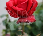 Роза Solo Red (Соло Ред)