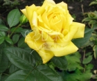 Роза Solo Yellow (Соло Йеллоу)