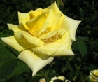 Роза Solo Yellow (Соло Йеллоу)