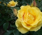 Троянда Avenue Yellow (Авеню Йеллоу)