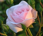 Троянда Solo Pink (Соло Пінк)