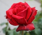 Троянда Solo Red (Соло Ред)