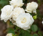 Троянда Solo White (Соло Уайт)