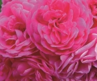 Троянда Family Pink (Фемели Пінк)