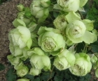 Троянда Lovely Green (Лавлі Грін)