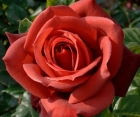 Троянда Terracotta (Терракотта)