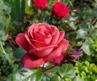 Роза Terracotta (Терракотта)