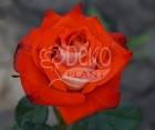 Троянда Verano (Верано)