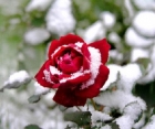 Укрытие Штамбовых роз на зиму