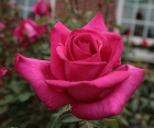 Троянда Parole (Пароле)