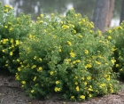 Квітучий кущ Potentilla Fruticosa (Лапчатка)