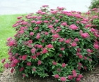 Квітучий кущ Spiraea Froebelii (Спірея Фробелі)