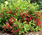 Квітучий кущ Weigela Bristol Ruby (Вейгела Брістол Рубі) Квітучий кущ Weigela Bristol Ruby (Вейгела Брістол Рубі)