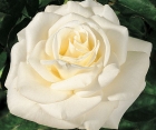 Троянда JF Kennedy (Дж.Ф. Кеннеді)