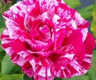 Троянда Ferdinand Pichard (Фердінанд Пікард)