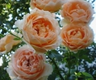 Троянда Polka (Полка)