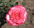 Троянда Rina Herholdt Clb (Ріна Херхольдт плетиста)