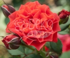 Троянда Brand Pixie (Бренд Піксі)