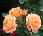 Роза Aprikot Clementine (Априкот Клементин) 